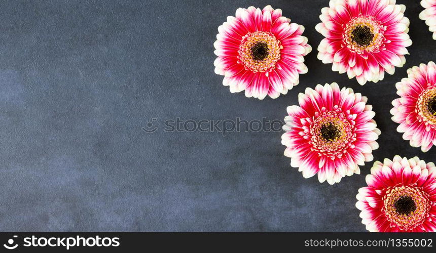 Flat lay of red and pink flowers gerberas on black stone background, banner. 8 March, Women&rsquo;s Day, Valentine&rsquo;s Day or Birthday. Spring greeting card.