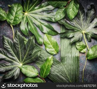 Flat lay of Tropical jungle leaves with rain drops, top view