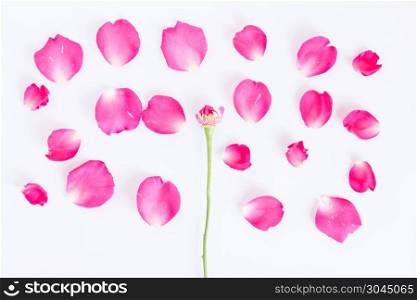 Flat lay pink rose petals on a white background.top view
