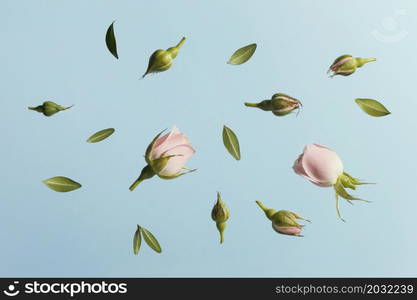 flat lay pink spring roses