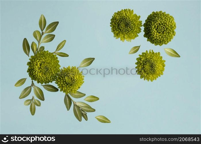 flat lay spring daisies with leaves