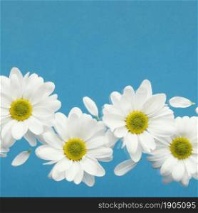 flat lay spring daisies with petals copy space. Beautiful photo. flat lay spring daisies with petals copy space