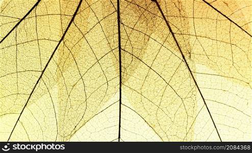 flat lay transparent leaves