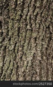 flat lay tree bark