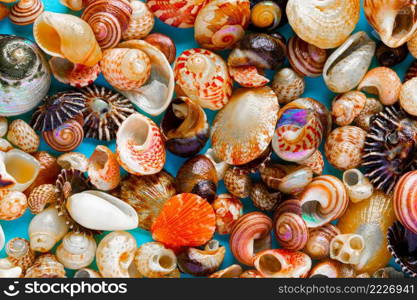 Flat Lay wallpaper background image of coastal seashells on a light blue background