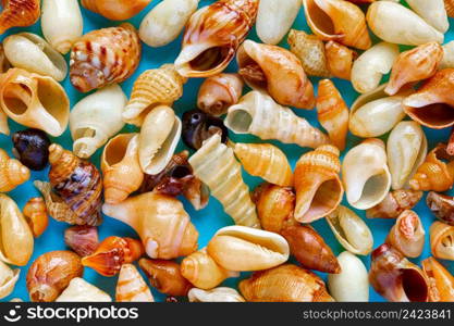 Flat Lay wallpaper background image of coastal seashells on a light blue background