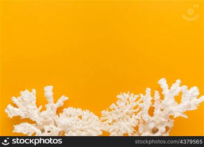 flat lay white coral with copy space