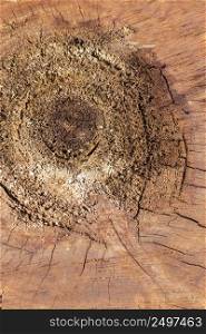 flat lay wood texture