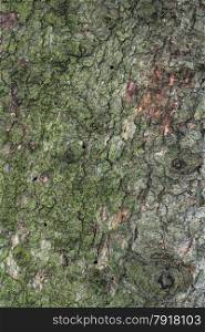 Flat Pine Tree Bark Background