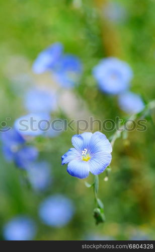 Flax blossom, macro shot with green background.