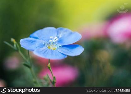 Flax flower or linum perenne on natural colorful background. Macro shot. Nature background. Flax flower or linum perenne on natural colorful background