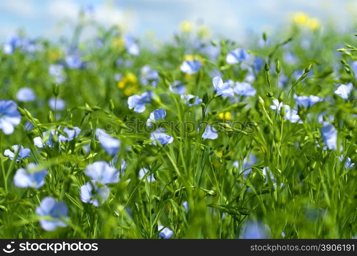 flax flowers