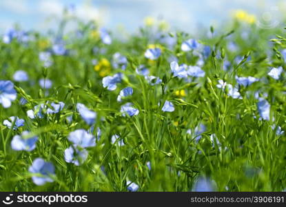 flax flowers