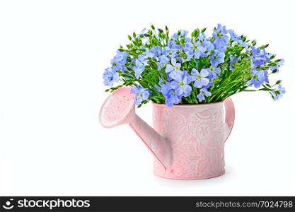 Flax flowers in a watering can isolated on white background. Free space for text.