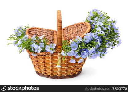 Flax flowers in a wicker basket isolated on white background