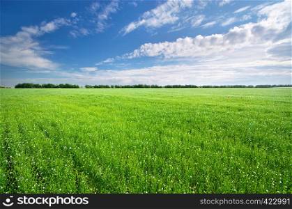 Flax green meadow. Landscape nature composition.