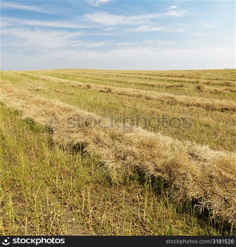 Flax plant crop during harvest in the American midwest.