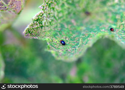 flea beetles on a hollyhock