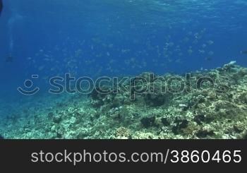 Flecken Pompano, smallspot pompano (Trachinotus baillonii), Gruppe am Korallenriff.