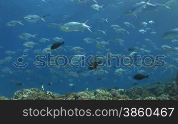 Flecken Pompano, smallspot pompano (Trachinotus baillonii), Gruppe am Korallenriff.