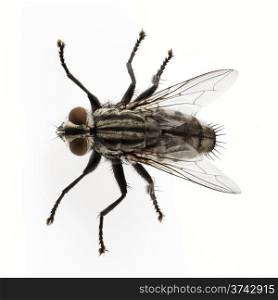 Flesh fly isolated. Flesh fly species sarcophaga carnaria isolated on white background
