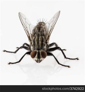 Flesh fly isolated. Flesh fly species sarcophaga carnaria isolated on white background