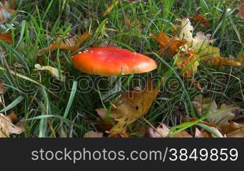 Fliegenpilz im Gras