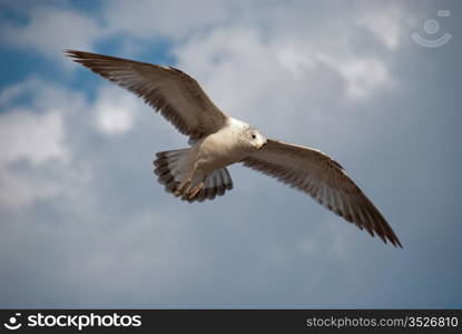Flight of a ring-billed gull.. Flight of a young gull against the cloudy sky.
