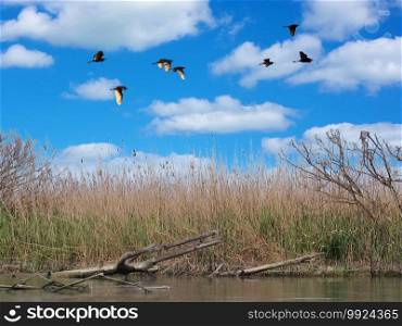 flight of birds herons over sw&with reeds. flight of birds on water park flight of birds herons over sw&with reeds
