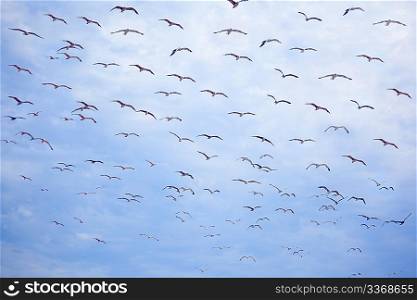 Flight of flying seagulls