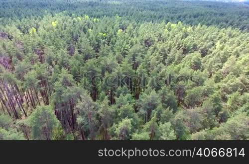 Flight over forest. View from the bird&acute;s flight