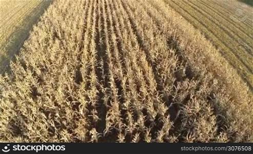 Flight over the agricultural wheat field aerial view of rural landscape country side