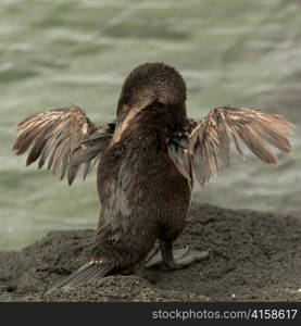 Flightless cormorant (Phalacrocorax harrisi), Punta Espinoza, Fernandina Island, Galapagos Islands, Ecuador