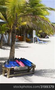 Flippers on a bench under a palm tree on the beach, West Bay Beach, Roatan, Bay Islands, Honduras