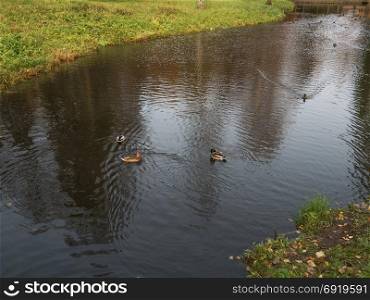 Floating ducks in a pond