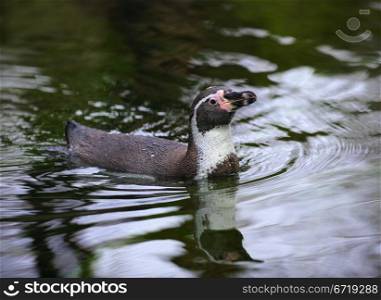 Floating Humboldt Penguin (Spheniscus humboldti). Prague Zoo. Czech Republic