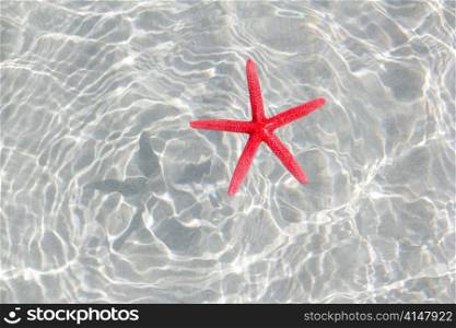 floating red starfish in white sand beach ripple water