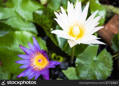 Floating violet and white blossom lotus on green leaf