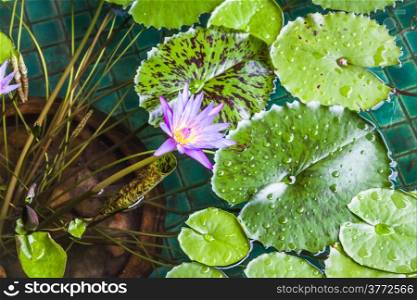 Floating violet water lily on green leaf