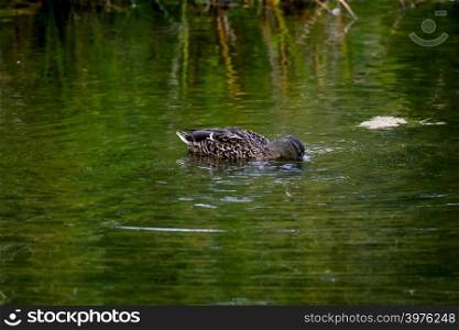 Floating waterfowl duck, wild bird swimming on the lake, wildlife landscape. Duck swimming on lake in Kemeri National park. Amazing duck bird swims in Kaniera lake, Latvia.