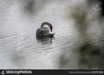 Floating waterfowl swan, wild birds swimming on the lake, wildlife landscape. Swan swimming on lake in Kemeri National park. Amazing white swan bird swims in Kaniera lake, Latvia. Beautiful white swan swims in the lake.
