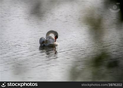 Floating waterfowl swan, wild birds swimming on the lake, wildlife landscape. Swan swimming on lake in Kemeri National park. Amazing white swan bird swims in Kaniera lake, Latvia. Beautiful white swan swims in the lake.