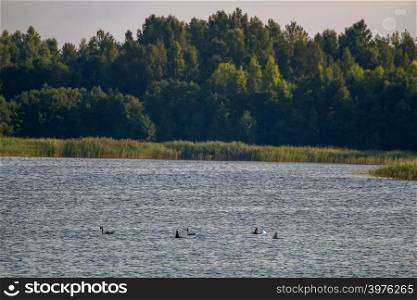 Floating waterfowl, young ducks and swans, wild birds swimming on the lake, wildlife landscape. Ducks swimming on lake in Kemeri National park. Birds swims in Kaniera lake, Latvia.
