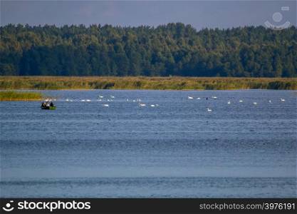 Floating waterfowl, young swans and ducks, wild birds swimming on the lake, wildlife landscape. Swans swimming on lake in Kemeri National park. Birds swims in Kaniera lake, Latvia; Large colony with white swans swims in the lake.