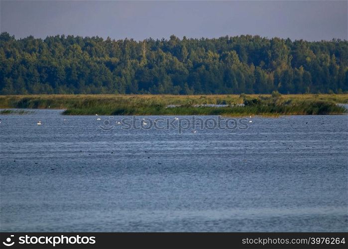 Floating waterfowl, young swans and ducks, wild birds swimming on the lake, wildlife landscape. Swans swimming on lake in Kemeri National park. Birds swims in Kaniera lake, Latvia.