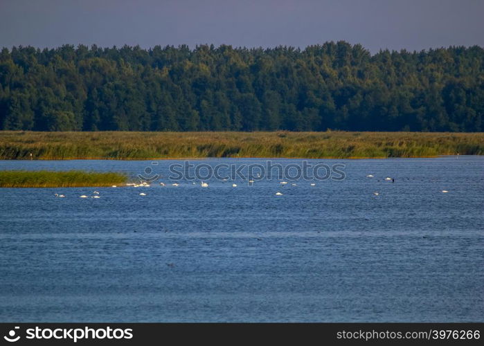 Floating waterfowl, young swans and ducks, wild birds swimming on the lake, wildlife landscape. Swans swimming on lake in Kemeri National park. Birds swims in Kaniera lake, Latvia. Large colony with white swans swims in the lake.