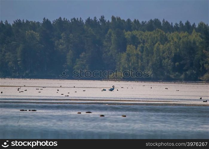 Floating waterfowl, young swans and ducks, wild birds swimming on the lake, wildlife landscape. Ducks swimming on lake in Kemeri National park. White swan and ducks bird swims in Slokas lake, Latvia. Colony of birds in the coast of lake.