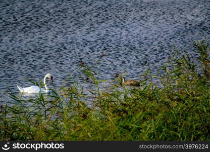 Floating waterfowl young swans, wild birds swimming on the lake, wildlife landscape. Swans swimming on lake in Kemeri National park. White swan and young swan swims in Kaniera lake, Latvia. Beautiful white swans family swims in the lake.