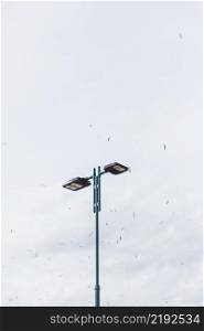 flock birds flying street light against sky
