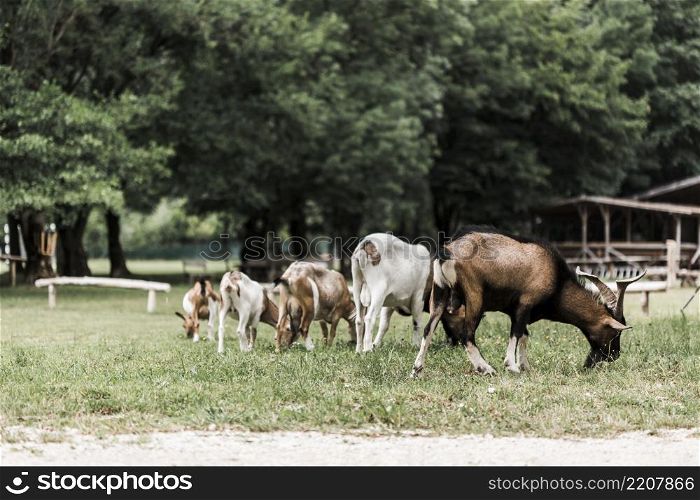 flock goats grazing green grass
